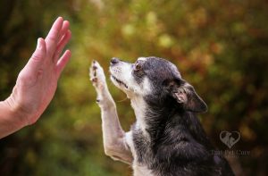 Why CBD Oil is the New Hope for Dogs with Cushing’s Disease