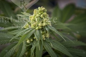 Can you get addicted to CBD Oil ?