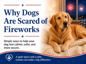 Fourth of July Pet Safety Series, Part 2: Why Dogs Are Scared of Fireworks