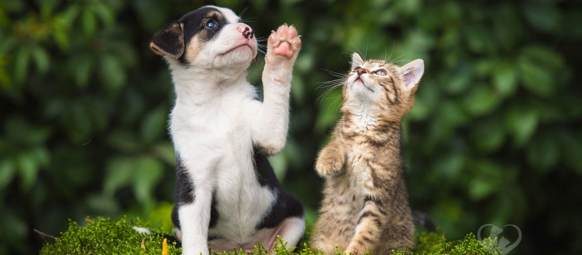 CBD oil near me for cats & dogs