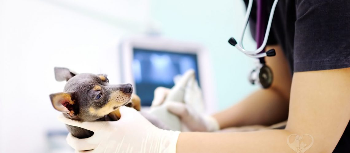 Buy CBD oil for small dogs