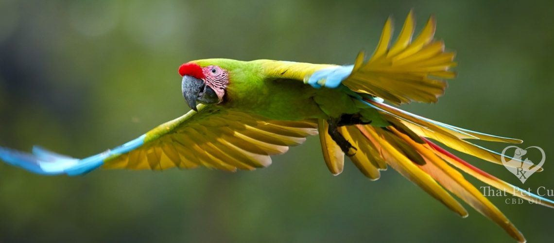 parrots2.jpg