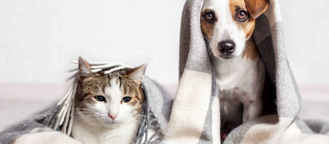 that-pet-cure-holistic approach-to-your-furryfriends-health